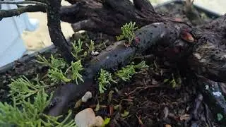 Giant Yamadori Juniper Update