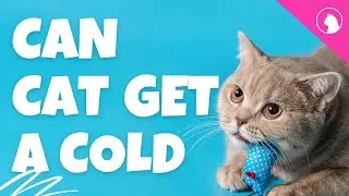 Can Cat Get a Cold? What You Need to Know to Keep Your Kitty Healthy #can cat get a cold