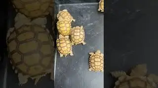 African Spurred Tortoises, the 3rd largest tortoise species in the world. #exotic #pets#india #viral