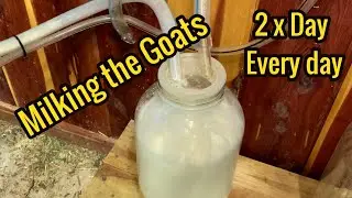 Milking Goats on the Farmstead /  Farm Daily Routine