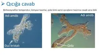Biologiya 7-ci sinif 26. Birhüceyrəlilərin fəaliyyəti və müxtəlifliyi