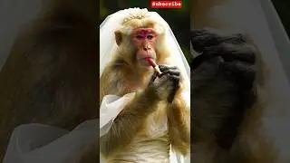 monkey wedding makeup 🤩💄#funny #viralvideo #trending #shorts