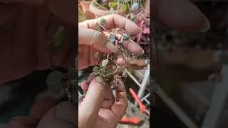 Best way to Propagate String of Heart