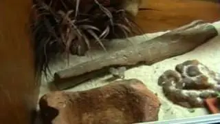 central netted dragons