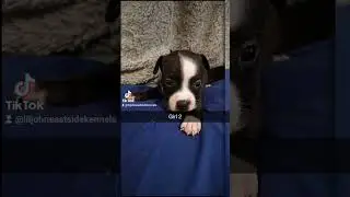 #puppy #pitbull #bully #rescue #love #animal #pet #puppylove #cute #dog 350 rehoming fee