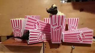 Rummaging Rats in popcorn