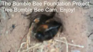 Tree Bumble Bee Cam  (Slightly Blurred Sorry Guys)