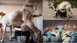 How to Increase Goat Milk Production in Summer: Proven Tips and Techniques