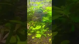 New Plants Install #shorts #viral #trending #tiktok #status #subscribe #nature #explore #fastvlog