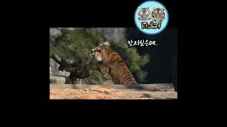 뭘찾는지 궁금하다~#Areum#WooRi#TigerValley#