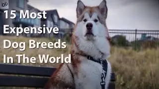 15 Most Expensive Dog Breeds Only Rich People Can Afford it in 2021