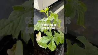 Growing CERASEE in London #gardening #garden #ihavethisthingwithplants #ceraseetea