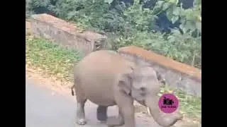 Animals atrocities 🐘