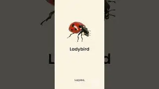 Insect Identification