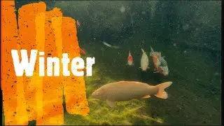 Teich Update Nr. 12 (WINTER) mit OASE Bio Tec ScreenMatic² 60.000 + OASE16.000l + 55W UVC