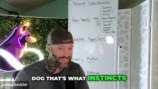 Understanding Dog Behavior: Predatory Instincts Explained