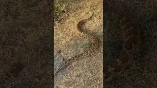 Indian rock python rescued and released by me #yt #snake #python #shortsfeed #shorts #nature #short