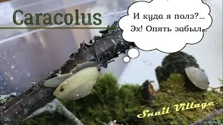 КАРАКОЛУСЫ | Caracolus. Улитки, красивое видео