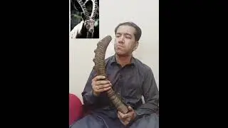 Markhor horn