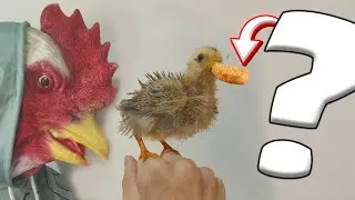 COMO S&Atilde;O ALIMENTADAS AS GALINHAS DO MASTERKING ?
