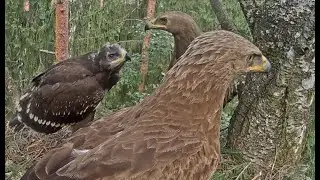 LDF. Reti brīži, kad visa ģimene ir ligzdā.🥰🦅 Rare moments when the whole family is in the nest.