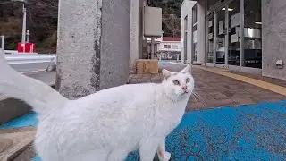 フェリー乗り場の猫ちゃん、近づくとクルッと背中向けて腰トントン要求が可愛すぎた