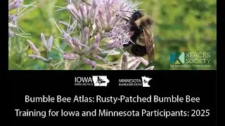 Bumble Bee Atlas: Rusty-Patched Bumble Bee Training for Iowa and Minnesota Participants: 2025