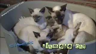 Siamese cat & kittens