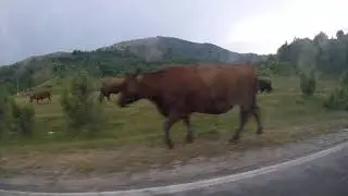 Krave Ispa&scaron;a