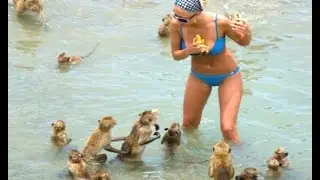 Banana Lovers Are Going CRAZY Over This! - Ghetto Monkey Eating Bananas 2024