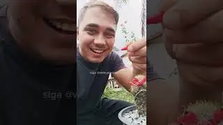 Coma ou Plante? Descubra a Surpreendente Utilidade dos Frutos do Cacto!
