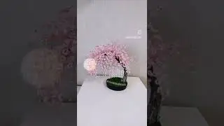 Сакура