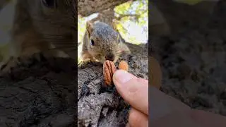 Squirrel Fishing with Baby Lou #animals #games #feed #reels #live #sports #challenge #yt #india #fyp