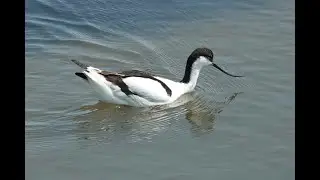 Avocet Life