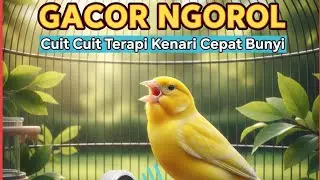 kenari gacor panjang Cuit Cuit EMOSI, Pancingan Kenari Paud Belajar Bunyi, terapi AMPUH Kenari MACET