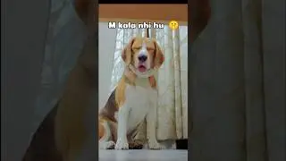 Meko koi kaala nhi bolega 😤🤫🐾🐶🧿 #shorts #youtubeshorts #beaglepuppy #cutedog #beagle #comedy