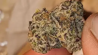 trulieve roll one (traffic jam) 26%thc 2.4 terps 4-1-24
