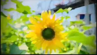 Sunflowers speak louder than words💯#sunflower #flowers #nature #beauty #shorts #viralshorts #reels