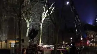 Copijn verplanting 6 platanen van Domplein naar M&aacute;ximapark