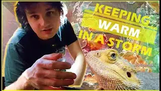 Keeping Reptiles Warm in a Storm