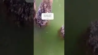 Massive School of tiny fish 🐟 #shorts #tretre#viralvideo #fish #fishing #satisfying