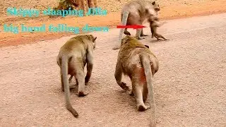 So shocked King monkey Skippy cannot hold his anger Jilla following & slapping 1 hand falling down.