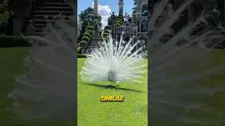 Почему белые павлины такие редкие 😱 !!!