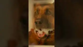 😨🤯😱😡Rex saw The Crime Live !🐕💣💥💯#shorts #rookiepolice #clips #movies #films #video