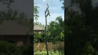 Tree Trimming Time Lapse Fast