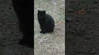 😻🐾,Gatit@ Adorables y Perezos@,61, La Casa de los Gatos,😻🐾,Requena. #baraliperegrino #baralicat
