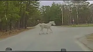 Dashcam video: Maine sheriff's office wrangles loose horse