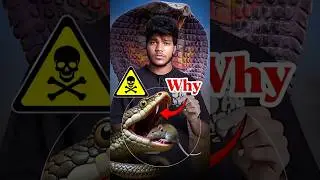 👉 दांत❌ Danger✅,😱 कितना खतरनाक है⁉️,🤔 , #snake #facts #snakefacts #akkukps #teeth