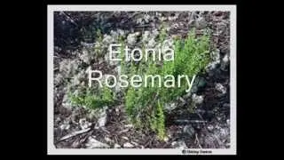 Presentation, Endangered Plants and Animals.wmv