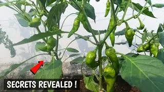 Secret Tips for 10X Harvest ! How I Grow More Vegetables Easily
